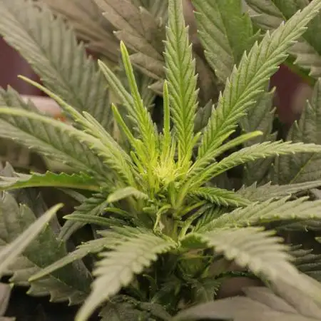 AK Automatic - Spliff Seeds | 40x40 LED