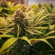 Deep Mandarine - Delicious Seeds