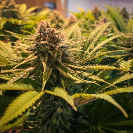 Deep Mandarine - Delicious Seeds