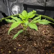 Deep Mandarine - Delicious Seeds
