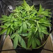 Deep Mandarine - Delicious Seeds