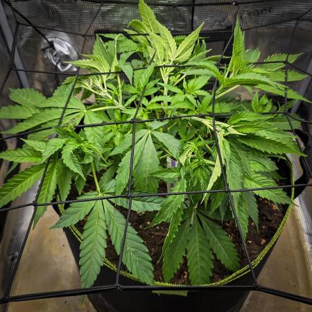 Deep Mandarine - Delicious Seeds