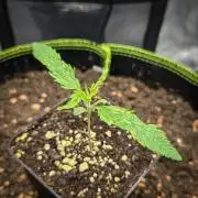 Deep Mandarine - Delicious Seeds