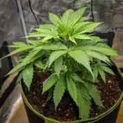 Deep Mandarine - Delicious Seeds