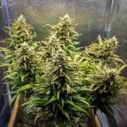 AK Automatic - Spliff Seeds | 40x40 LED