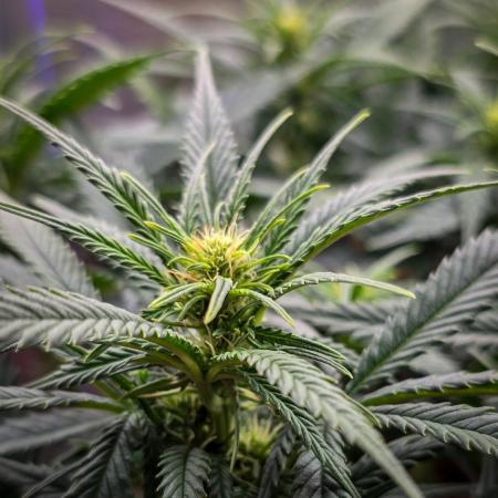 AK Automatic - Spliff Seeds | 40x40 LED