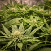 Deep Mandarine - Delicious Seeds