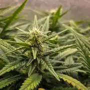 AK Automatic - Spliff Seeds | 40x40 LED