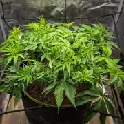 Deep Mandarine - Delicious Seeds