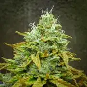 AK Automatic - Spliff Seeds | 40x40 LED