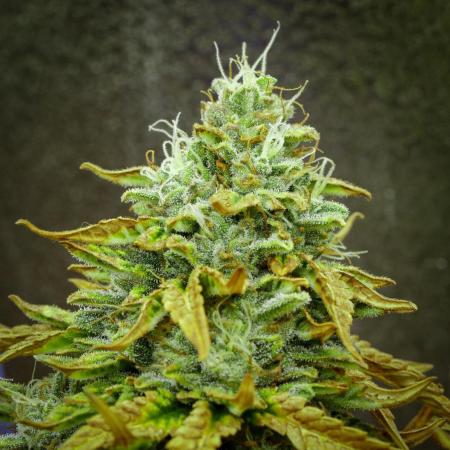 AK Automatic - Spliff Seeds | 40x40 LED