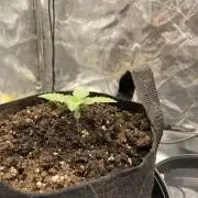 1st grow