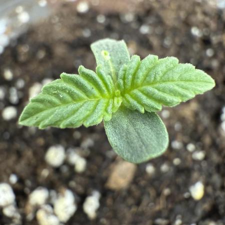 Moroccan seed #1 batch