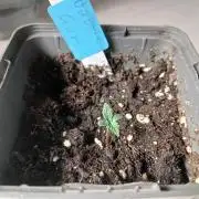 Seed Supplier Project