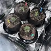 Grow tent VIVOSUN 2.7x2.7