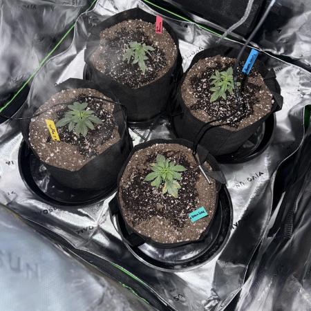 Grow tent VIVOSUN 2.7x2.7