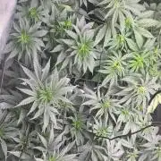 Wrank multipack x Ice dream cake