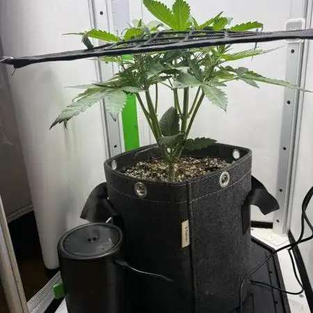 Mix bag