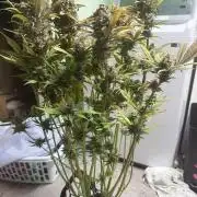 Mix bag