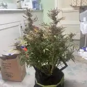 Cherrypie