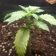 Alien Candy Kush fast_ 1.run ever
