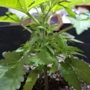 Alien Candy Kush fast_ 1.run ever