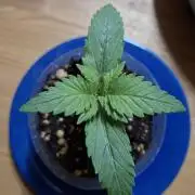 Alien Candy Kush fast_ 1.run ever