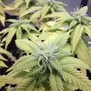 Alien Candy Kush fast_ 1.run ever