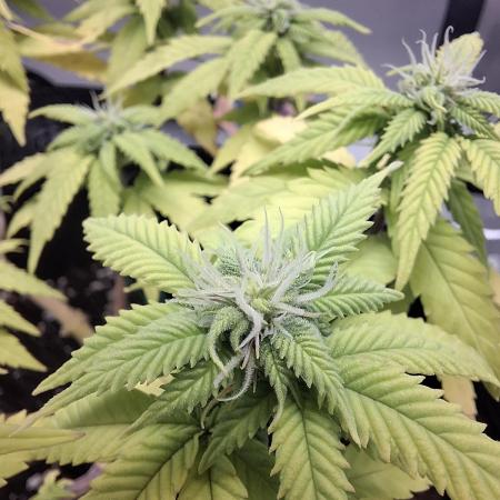 Alien Candy Kush fast_ 1.run ever