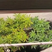Gelato and glookies