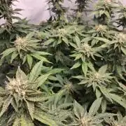 Glookies