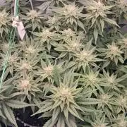 Cherry poppers bonsai