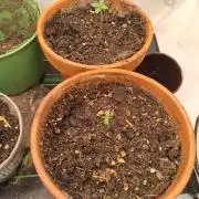 amnesia haze and northern lights