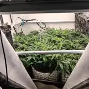 Cherry poppers bonsai