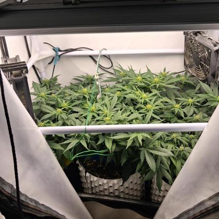 Cherry poppers bonsai