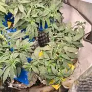 Cherry poppers bonsai