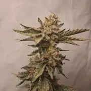 Glookies