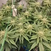 Cherry poppers bonsai