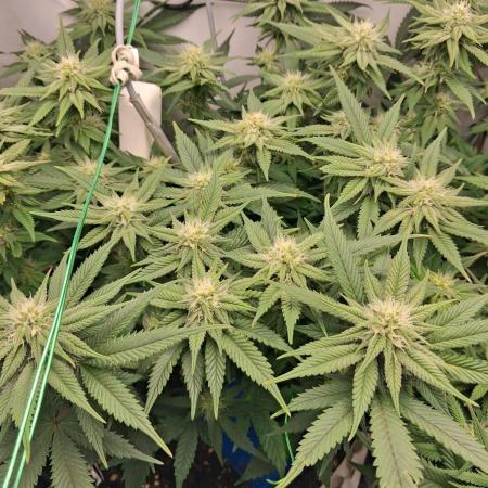 Cherry poppers bonsai