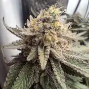 Glookies
