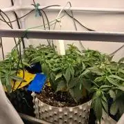 Cherry poppers bonsai