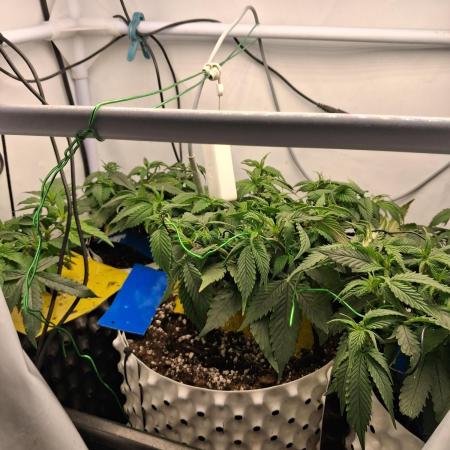 Cherry poppers bonsai