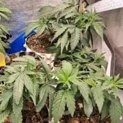 Cherry poppers bonsai