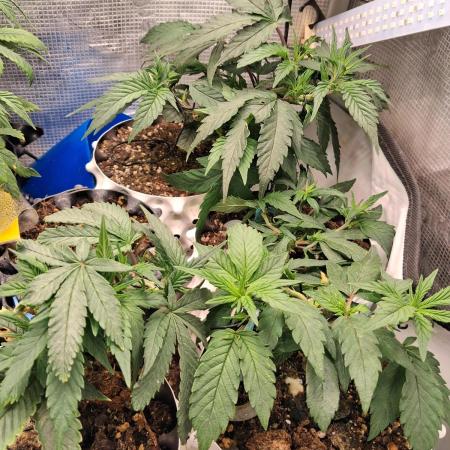 Cherry poppers bonsai