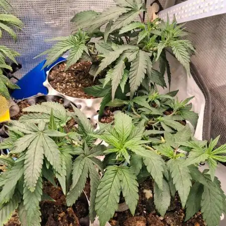 Cherry poppers bonsai