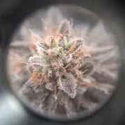 Glookies