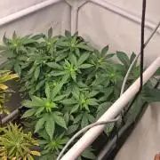 Gelato and glookies
