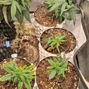 Cherry poppers bonsai