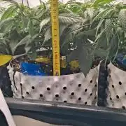 Cherry poppers bonsai