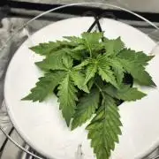 Apples and Bananas autoflower